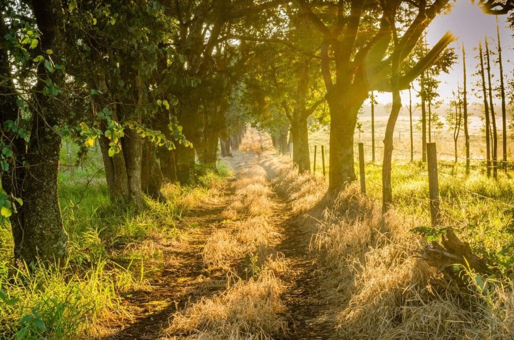 Bible Verses About Walking With God Daily